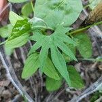 Ipomoea x multifida Leaf