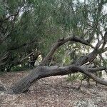 Eucalyptus sideroxylon Habit
