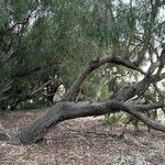 Eucalyptus sideroxylon Habitus