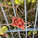 Rhus aromatica Плод