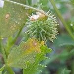 Medicago laciniata Frukt