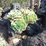 Aeonium valverdense 形態