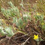 Heterotheca sessiliflora Habit