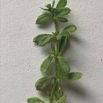 Galium saxatile Leaf