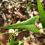 Smilax aspera Φύλλο