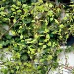 Betula pubescens Fuelha