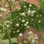 Khaya anthotheca Floro