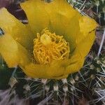 Cylindropuntia whipplei Flor