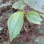 Miconia dependens Feuille