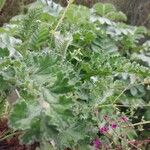 Pelargonium schizopetalum Hostoa