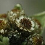 Helichrysum arnicoides Flower
