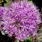 Allium giganteum Otro
