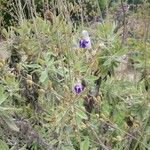 Salvia candelabrum फूल