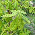 Aesculus turbinata Leaf