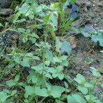 Stachys arvensis Habitat