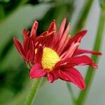 Tanacetum coccineum Flower