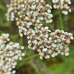 Achillea nobilisKvet