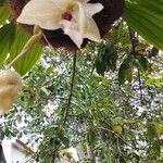 Stanhopea wardii Flower