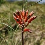 Aloe ellenbeckii Blodyn