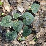 Cyclamen graecum Hoja