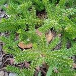 Grevillea lanigeraBlodyn