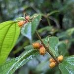 Miconia mayeta Fruchs