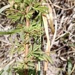 Vachellia hockii Leaf