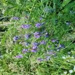 Vicia craccaŽiedas