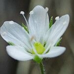 Arenaria hispida Flor