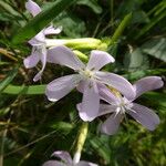 Saponaria officinalis Fula