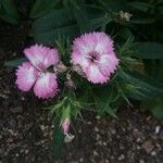 Dianthus hyssopifolius फूल