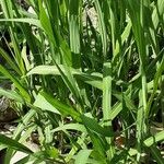 Miscanthus × longiberbis Habit