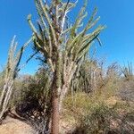 Didierea madagascariensis Habit