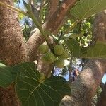 Ficus abutilifolia Bark