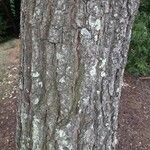 Pinus echinata Corteza