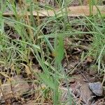 Linum trigynum Leaf