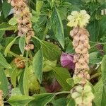 Ocimum americanum Лист