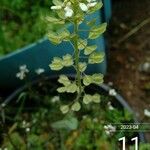 Microthlaspi perfoliatum Çiçek