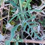 Scabiosa triandra Likasa