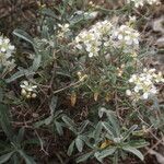 Hormathophylla spinosa Kvet