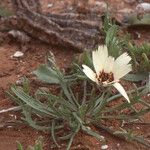 Picris albida Hábitos