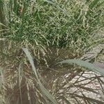 Panicum virgatum 整株植物