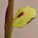 Salix hastata 整株植物