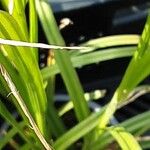 Carex grayi Leaf