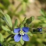 Veronica triphyllos Blüte