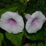 Ipomoea trifida Flower