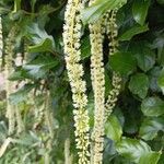 Itea ilicifoliaFlors