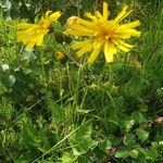 Hieracium lachenalii Vekstform