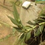 Angraecum angustum Leaf