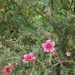 Leptospermum scoparium Blomma
